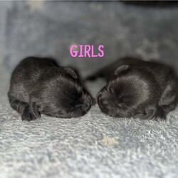 KC Reg Blue Staffordshire Bull Terrier Pups /Staffordshire Bull Terrier/Female/2 weeks,Our Beautiful Girl Skylar has had 6 Gorgeous KC Registered blue Staffordshire Bull Terrier puppy’s 
