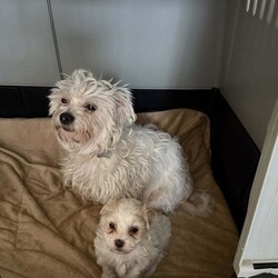 Bichon puppies /Bichon Frise/Female/10 weeks,Gorgeous Bichon female puppy for sale. She is eating and drinking well. Ready to find a new home. Mum Bichon Frise , Dad Bichon Maltes. 