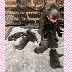 KC Reg Blue Staffordshire Bull Terrier Pups /Staffordshire Bull Terrier/Female/2 weeks,Our Beautiful Girl Skylar has had 6 Gorgeous KC Registered blue Staffordshire Bull Terrier puppy’s 

