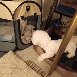 Bichon Frise /Bichon Frise/Female/4 weeks,Hello. Bichon Frise with documents. Boys and girls. Non-allergic to humans. No smell. Friendly, sweet. Will be able to travel to new homes on June 15th. 