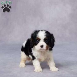 Evan/Cavalier King Charles Spaniel									Puppy/Male	/7 Weeks,Meet Evan, a sweet King Charles Cavalier with a heart full of love and a gentle spirit that’s easy to fall for. Raised in a warm and caring environment, Evan has been well-socialized and handled daily, making him friendly and ready to bond with his new family. He’s been vet checked, microchipped, and is up to date on all his vaccines and dewormer, so you can feel confident he’s off to a healthy start. Evan comes with a health guarantee, and his parents are AKC registered and genetically health tested. He’s the perfect mix of playful and cuddly—always ready for a snuggle or a short walk. If you’re ready to welcome a loyal companion, Evan is ready to meet you. Delivery options available!