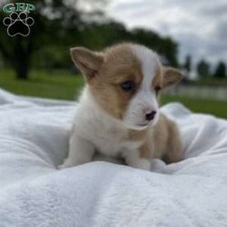 Kobi/Pembroke Welsh Corgi									Puppy/Male	/8 Weeks, Meet Kobi … He is a Pembroke welsh corgi little boy..His parents are both DM clear and weigh around 30 to 35 lbs the mom is our family pet..and the Dad is owned by our friends… He was vet checked and is in super good health… He is updated on his shots and wormer and is microchipped… Kobi is looking for his Furever Family to love and care for him.. He will be ready to leave our home on May 24 th or anytime after that ..He will come with a 30 day health guarantee.. if you have any questions please feel free to call or text me anytime …. Kobi is sure to bring lots of joy to your home 