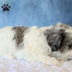 Bear/Shih-Poo									Puppy/Male	/7 Weeks,Meet Bear he is a Handsome and energetic little boy All his vaccinations and dewormings are up to date he will be examined by a veterinarian all paperwork will be provided he is socialized and loves to be around people he is very Healthy and ready for his new adventure. To make the transition easier, a 32oz bag of puppy food and a blanket will also be Provided. Feel free to call or text for additional information and find out if his personality would be a fit for you and your family.