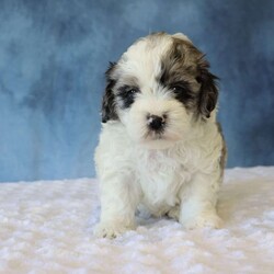 Bear/Shih-Poo									Puppy/Male	/7 Weeks,Meet Bear he is a Handsome and energetic little boy All his vaccinations and dewormings are up to date he will be examined by a veterinarian all paperwork will be provided he is socialized and loves to be around people he is very Healthy and ready for his new adventure. To make the transition easier, a 32oz bag of puppy food and a blanket will also be Provided. Feel free to call or text for additional information and find out if his personality would be a fit for you and your family.