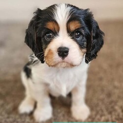 Beautiful Cavalier Pups Essex /Cavalier King Charles Spaniel/Female/7 weeks,We are excited to announce our gorgeous girl Ruby gave birth to her first litter of puppies on 6th April and she is a brilliant Mum. We have 5 beautiful puppies looking for their caring, forever homes, 1 girl and 4 boys (girl is black and tan, 1 boy is tri-colour and the other 3 boys are ruby). Both parents are KC registered and health tested. 
