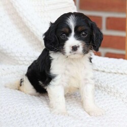 Lucy/Cavalier King Charles Spaniel									Puppy/Female	/April 17th, 2025,Lucy is one of 5 in her litter, she is the smallest , and has approximate adult weight of 15 pounds . She is sweet and has the entire family catering to her needs because of her size . 