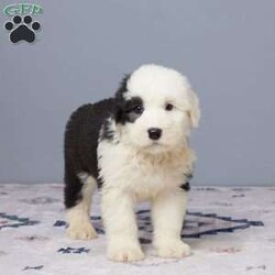 Callie/Old English Sheepdog									Puppy/Female	/10 Weeks,Meet Callie, a sweet AKC registered Old English Sheepdog with a heart full of love! Callie is family raised and has been loved on every day. She’s vet checked, microchipped, and current on all her vaccines and dewormer to keep her happy and healthy. With her soft coat and gentle eyes, Callie is ready to bring joy and cuddles to her forever home. If you’re looking for a loyal companion, Callie might be the one for you!