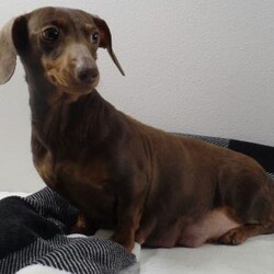 Macy/Dachshund									Puppy/Female	/11 Weeks,Meet Macy! She is an adorable Mini Dachshund Puppy! She loves cuddles and all the attention! And is up to date on vaccines, and deworming. And has had a vet check done. Both parents weighing 11 pounds. For more information call or text Mary Sue. A $200 will reseve her and is nonrefundable. 