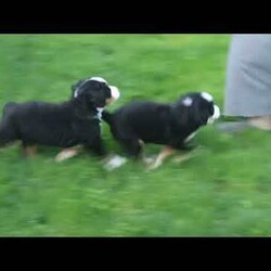 Sheldon/Bernese Mountain Dog									Puppy/Male	/7 Weeks,Meet Sheldon, a socialized Bernese Mountain Dog puppy that is being family raised. This sweet pup is vet checked and up to date on shots & wormer plus the breeder provides a 1-year genetic health guarantee for him. And, Sheldon can be registered with the AKC. To learn more about this very adorable pooch, call the breeder today!