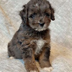 Tessa/Mini Aussiedoodle									Puppy/Female	/10 Weeks,Meet Tessa!  Tessa is a miniature aussiedoodle!  She has a beautiful merle colored coat and two sparkling brown eyes.  She will absolutely melt your heart.  She is super friendly and loves to be around people. She is willing to be held and snuggled.  Tessa is loved on and raised with children here at our home.  She will be up to date on her vaccines and dewormer, and she will come with a vaccine chart & health certificate.  Our puppies come with a 1 year genetic health guarantee.  This precious little baby could be yours…