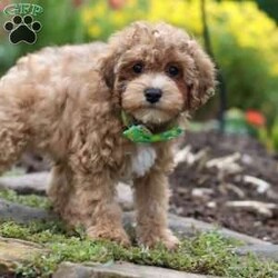 Max/Yorkie Poo									Puppy/Male	/13 Weeks,Meet Max – our adorable F1B Yorkipoo with a big heart and an even bigger personality! With his soft, eye-catching coat and playful spirit, Max loves to explore, chase toys, and snuggle up after a day of fun. He’s full of puppy energy but always ready for cuddle time.