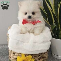 GLACIER/Pomeranian									Puppy/Male	/8 Weeks,Hi there! Meet Glacier… He is a sweet friendly little fellow that will wiggle his way right into your heart with his cute antics and playfulness. Pomeranians are smart, friendly, and so eager to please. Both parents have a k c registration and are super sweet. This little guy will be u t d on shots n dewormer , vetted and microchipped as well . If you would like to set up an appointment to meet or adopt this little guy, please text or call barb. Best time to reach me.Is monday through saturday. A $150 deposit will hold the puppy for you.