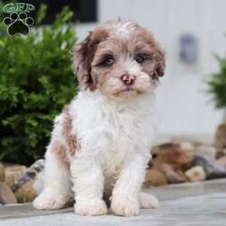 Fancy/Havapoo									Puppy/Female	/8 Weeks,Meet Fancy an adorable Havapoo puppy! This little charmer with her silky coat and big expressive eyes is the epitome of cuteness. Known for her cheerful and affectionate nature, Fancy loves to be the center of attention and is always up for a cuddle or playtime. Fancy's small size and friendly demeanor makes her the perfect companion for any family. Smart and eager to please, she is easy to train and will quickly become the heart of your home. She is bursting with energy and love, spend a little time with her and you will have found your new bestie!