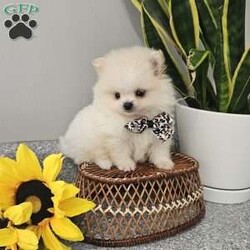 GLACIER/Pomeranian									Puppy/Male	/8 Weeks,Hi there! Meet Glacier… He is a sweet friendly little fellow that will wiggle his way right into your heart with his cute antics and playfulness. Pomeranians are smart, friendly, and so eager to please. Both parents have a k c registration and are super sweet. This little guy will be u t d on shots n dewormer , vetted and microchipped as well . If you would like to set up an appointment to meet or adopt this little guy, please text or call barb. Best time to reach me.Is monday through saturday. A $150 deposit will hold the puppy for you.