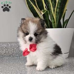 Knox/Pomeranian									Puppy/Male	/8 Weeks,Hi there!!  Meet Knox …he is an adorable little fluff ball that will make the perfect addition to your family. He is sweet, smart and friendly and so eager to please. His adult guestimated weight is around 6 pounds. Both parents are super sweet n weigh around 5/6 pounds as well. If you would like to set up an appointment to meet or adopt this little gem please text or call barb. A non refundable deposit of a hundred and fifty dollars will hold a puppy for you. Best time to reach me.Is monday through saturday.