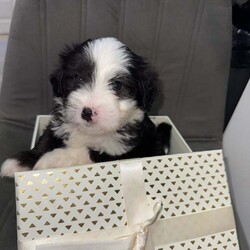 Shih -Tzu and Bichon pups /Bichon Frise/Female/9 weeks,Hello here I present you my Bella’s puppies ! They wonderful, smart , playful , perfect for families with children or if you just need a lap dog as your best companion they are the perfect choice ! Mother is bichon with shihtzu mixed and father is pure breed shihtzu with pedigree . Both parents very healthy never been sick ! For more info please contact me .