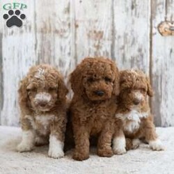 Redmond/Mini Labradoodle									Puppy/Male	/12 Weeks,This little guy would love to be your friend and make some wonderful memories with you! Redmond is looking for a loving home! Family raised, up to date on shots and dewormer, and comes with a 1 year genetic health guarantee. He’s socialized with our children, who help care for the puppies!! He comes with a small bag of food, blanket, toy and a collar. Give us a call today! We’re open Monday-Saturday 8-8 and closed on Sundays. Sunday messages will be returned on Monday. Country Echo Pets,  Raymond Lapp Sunbury Pa 17801 Pa Kennel License #17927