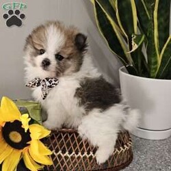 Knox/Pomeranian									Puppy/Male	/8 Weeks,Hi there!!  Meet Knox …he is an adorable little fluff ball that will make the perfect addition to your family. He is sweet, smart and friendly and so eager to please. His adult guestimated weight is around 6 pounds. Both parents are super sweet n weigh around 5/6 pounds as well. If you would like to set up an appointment to meet or adopt this little gem please text or call barb. A non refundable deposit of a hundred and fifty dollars will hold a puppy for you. Best time to reach me.Is monday through saturday.