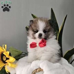 Knox/Pomeranian									Puppy/Male	/8 Weeks,Hi there!!  Meet Knox …he is an adorable little fluff ball that will make the perfect addition to your family. He is sweet, smart and friendly and so eager to please. His adult guestimated weight is around 6 pounds. Both parents are super sweet n weigh around 5/6 pounds as well. If you would like to set up an appointment to meet or adopt this little gem please text or call barb. A non refundable deposit of a hundred and fifty dollars will hold a puppy for you. Best time to reach me.Is monday through saturday.