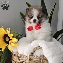 Knox/Pomeranian									Puppy/Male	/8 Weeks,Hi there!!  Meet Knox …he is an adorable little fluff ball that will make the perfect addition to your family. He is sweet, smart and friendly and so eager to please. His adult guestimated weight is around 6 pounds. Both parents are super sweet n weigh around 5/6 pounds as well. If you would like to set up an appointment to meet or adopt this little gem please text or call barb. A non refundable deposit of a hundred and fifty dollars will hold a puppy for you. Best time to reach me.Is monday through saturday.