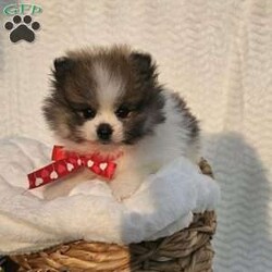 Knox/Pomeranian									Puppy/Male	/8 Weeks,Hi there!!  Meet Knox …he is an adorable little fluff ball that will make the perfect addition to your family. He is sweet, smart and friendly and so eager to please. His adult guestimated weight is around 6 pounds. Both parents are super sweet n weigh around 5/6 pounds as well. If you would like to set up an appointment to meet or adopt this little gem please text or call barb. A non refundable deposit of a hundred and fifty dollars will hold a puppy for you. Best time to reach me.Is monday through saturday.