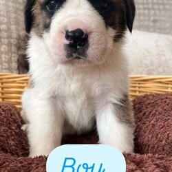 READY TO LEAVE NEXT WEEK Adorable Saint Bernard Puppies – Family Raised & Full of Love!/Saint Bernard/Female/6 weeks,Adorable Saint Bernard Puppies – Family Raised & Full of Love!
