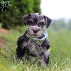 Liam/Miniature Schnauzer									Puppy/Male	/7 Weeks,Meet this charming Miniature Schnauzer boy named Liam—full of curiosity, affection, and personality! With his signature whiskered face and bright eyes, he’s both adorable and full of character. He has just the right balance of playful energy and loyal companionship. Whether he’s exploring his surroundings or snuggling close, he’s always ready to brighten your day. True to the Mini Schnauzer breed, he’s alert, intelligent, and naturally watchful—a little pup with a big heart.