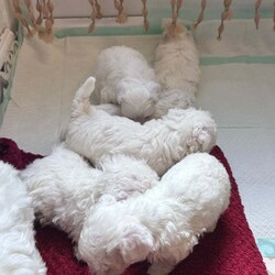 Maltese bison looking for a loving family girls 650 and boys 550/Bichon Frise/Female/3 months,5 girls and 2 boys we are looking for families the price for the girls  they are almost 2 months old is 650 and for the boy 550 he has no vaccines .. I am ready to go.