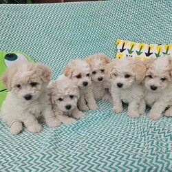 Bichon frise /Bichon Frise/Female/6 weeks,Bichon frise for sale. 4 boys and 2 girls. puppies will be ready on July 5th, puppies are trained to outside and on mats, they are happy and full of energy.