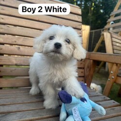 Bichon Frise Puppies available now./Bichon Frise/Female/9 weeks,Bichon Frise puppies now available and ready to leave , born on the 1st May 2025, now 8 weeks old.