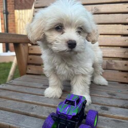 Bichon Frise Puppies available now./Bichon Frise/Female/9 weeks,Bichon Frise puppies now available and ready to leave , born on the 1st May 2025, now 8 weeks old.