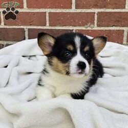 Abby/Pembroke Welsh Corgi									Puppy/Female	/7 Weeks,Meet Abby … she is a blue Merle / Pembroke mix corgi girl … Her Mom is a Pembroke welsh corgi and DM clear girl Mom weighs about 35 lbs and Abby’s Dad is a Blue Merle Corgi and weighs around 40 lbs … Abby is super playful but also loves to cuddle with you for a good tummy rub and a snooze … She is well socialized and is updated on her shots and wormer…She will be vet checked before she leaves for her new home and will also be microchipped and will be ready for her forever home anytime after July 11th …But can be reserved anytime with a down payment via PayPal or cash…if you have any questions please feel free to call or text me anytime…