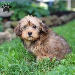Alex/Morkie / Yorktese									Puppy/Male	/12 Weeks,Meet Alex, a spunky little Morkie with a heart full of curiosity and courage! Always up for an adventure, he loves exploring new places, sniffing out fun, and chasing his favorite toys with endless energy. His playful personality shines through in everything he does, and his loyal nature makes him as devoted as he is adorable. With a dash of mischief and a whole lot of love, he is the perfect blend of sweet and spunky!