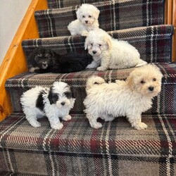 Bichon X Maltipoo Puppies/Bichon Frise/Female/9 weeks,Beautiful Bichon X Maltipoo puppies for sale! These tiny, non-shedding bundles of joy are vaccinated, microchipped, wormed, and have been fully vet checked. They are raised in a loving home environment and are well-socialised, making them perfect companions for any family. Both Mum and Dad can be seen and have wonderful temperaments. These puppies are ready to go to their forever homes and bring lots of love and happiness. Don’t miss out!