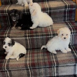 Bichon X Maltipoo Puppies/Bichon Frise/Female/9 weeks,Beautiful Bichon X Maltipoo puppies for sale! These tiny, non-shedding bundles of joy are vaccinated, microchipped, wormed, and have been fully vet checked. They are raised in a loving home environment and are well-socialised, making them perfect companions for any family. Both Mum and Dad can be seen and have wonderful temperaments. These puppies are ready to go to their forever homes and bring lots of love and happiness. Don’t miss out!