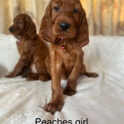 Adopt a dog:Irish Setter Puppies /Irish Setter/Female/7 weeks,Here are our beautiful Irish Setter puppies, 8 boys and 5 girls! Ready to leave from the 2nd August