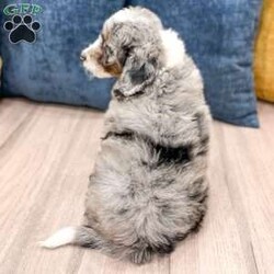 Elvis/Mini Sheepadoodle									Puppy/Male	/8 Weeks,Meet Elvis! This sweet and adorable F1B Mini Sheepadoodle is looking for a forever family!