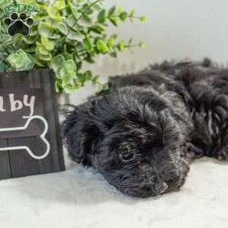 Ruby/Havapoo									Puppy/Female	/12 Weeks,These adorable Havapoo puppies will make a great addition to your family! They are a wonder, ful lap dog and excellent play mate for kids! These puppies all have their unique personalities and energy levels so come visit them to see which would be the best fit for your family! These puppies are ready to go to their new homes today!