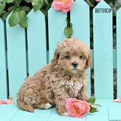 Buttercup/Shih-Poo									Puppy/Female	/7 Weeks,Meet our adorable Shih Poo puppies—an irresistible mix of Shih Tzu and Poodle—looking for loving forever homes! These sweet, affectionate pups are family raised with lots of love and care, ensuring they are well socialized and used to the everyday sights and sounds of a busy household. They’ve been around children and other pets, making them the perfect companions for any family setting.