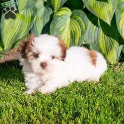 Brody/Shih Tzu									Puppy/Male	/9 Weeks,Lovely puppy looking for his forever home. Friendly, healthy, up to date on all shots and worming. All Sunday calls will be returned Monday.