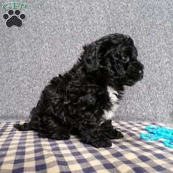 Kole/Havapoo									Puppy/Male	/8 Weeks,Hi, im a Havapoo puppy. I am looking forward to meeting you! I am up to date with my immunizations, my wormer medications, and I have a Micro-chip so that I can be easily identified if I ever become lost! 