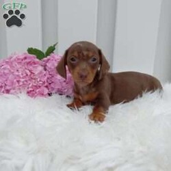 Cocoa/Dachshund									Puppy/Female	/11 Weeks,Meet Cocoa! An adorable Dachshund Puppy! She loves cuddles and all the attention! She is up up to date on vaccines, and deworming. And has had a vet check done to make sure she’s in good health. For more information call or text Mary Sue. A$200 deposit will reseve her and is nonrefundable. 