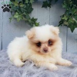Brody/Pomeranian									Puppy/Male	/8 Weeks,Brody is a sweet pomeranian puppy with a gentle disposition. This cutie is well socialized and will be so happy to meet you! Brody has been vet checked and is up-to-date on shots and deworming. He will make a great addition to your family. For more information or to schedule a visit please feel free to contact us. 