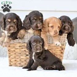 Rudy/Cocker Spaniel									Puppy/Male	/June 13th, 2025,Our beautiful Cocker Spaniel puppies are searching for loving forever homes! These sweet pups have been family raised with lots of care and attention, making them well-socialized and friendly. They’re used to being around children and everyday household activity, which helps them develop into confident and affectionate companions.
