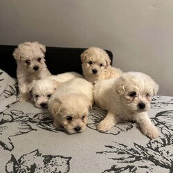 Puppies for sale /Bichon Frise/Female/9 weeks,5 male bichon Maltese mini-toy for sale ! Ready to find their new forever home !  