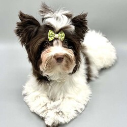 Reduction price!!! Tiny boy Biro Yorkshire terrier pedigree ready to go /Yorkshire Terrier/Female/5 months,Many people, when choosing a puppy as a new member of their family, are curious about what it will look like in the future. The charm of our little ones is not only thanks to their beautiful parents, but also to the excellent genes of their wonderful grandparents.