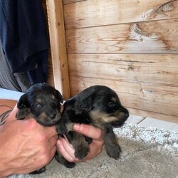 Glen imaal puppy’s /Glen of Imaal Terrier/Female/6 weeks,Glen imaal puppy’s for sale 6 weeks old ready to go in 2 weeks 3 girl puppy’s 4 boys
