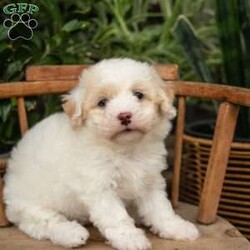 Phoebe/Mini Sheepadoodle									Puppy/Female	/9 Weeks,This is a F1b Micro Sheepadoodle, a mix between a Mini Sheepadoodle and a Mini Poodle. Sheepadoodles are playful, intelligent, loving, sociable and great family dogs. Sheepadoodles have a goofy and fun personality. They are typically between 15-20 lbs full grown. Our puppies come with their first round of shots and dewormer and will be vet checked to ensure a healthy puppy. We take great pride in getting our puppies ready for their forever homes! We offer transportation for those who can not come pick up at our farm. Thanks for checking us out, feel free to reach out with any other questions or additional photos.