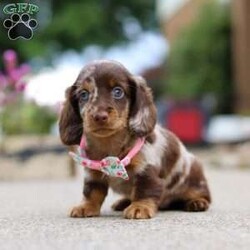 Pixel/Dachshund									Puppy/Female	/7 Weeks,Meet the most adorable Mini Dachshund girl named Pixel! With a silky-smooth coat, floppy ears and those irresistibly soulful eyes, she’s the perfect blend of charm, affection and playfulness. Whether she’s trotting by your side, chasing after her favorite toy, or curling up in your lap for a nap, she will bring joy to every moment. This handsome girl will quickly become your shadow, following you wherever you go and showering you with affection. Mini Dachshunds are adored for their unwavering loyalty and bold, spirited personalities. They make wonderful, lifelong companions!