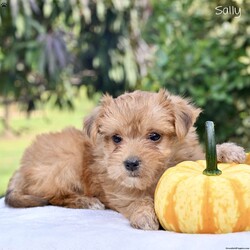Sally/Morkie / Yorktese									Puppy/Female	/8 Weeks,Our precious Morkie puppies are ready to find their loving forever homes! These adorable little companions are a wonderful mix between a Yorkshire Terrier (mom) and a Maltese (dad), bringing together the best traits of both breeds. With their soft, fluffy coats, bright eyes, and playful personalities, Morkies are known for being affectionate, intelligent, and loyal.